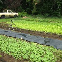 20245481_1340642532722519_127075907009775236_n